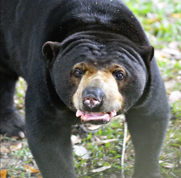 Bir ayının stok görüntü