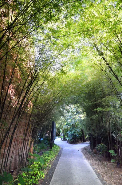 Un camino con densos bosques de bambú a ambos lados —  Fotos de Stock