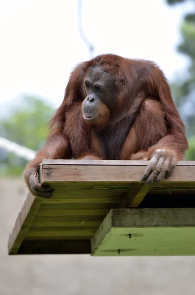 Skladem obrázek orangutana — Stock fotografie