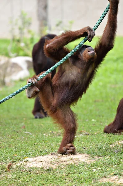 Imagem de stock de um orangotango — Fotografia de Stock