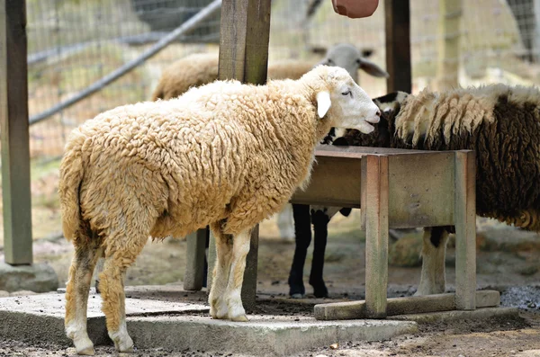 Группа овец — стоковое фото