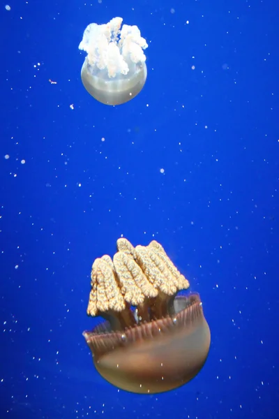 Група медузи — стокове фото