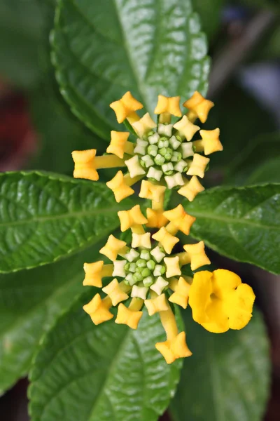 Flor de primer plano —  Fotos de Stock