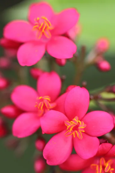 Fiore di primo piano — Foto Stock