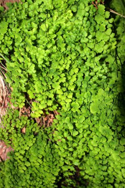 Zion national park, Amerika