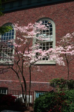 Harvard Square, Cambridge
