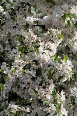 Boston Common ve kamu Bahçe, ABD