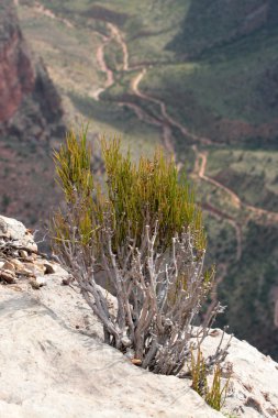 Grand Canyon Ulusal Parkı, ABD
