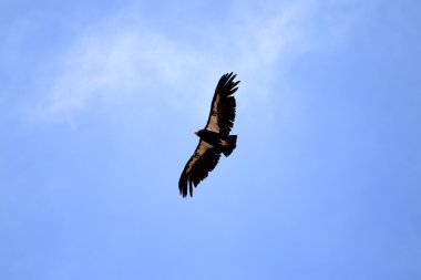 Condor Grand Canyon üzerinde uçuş