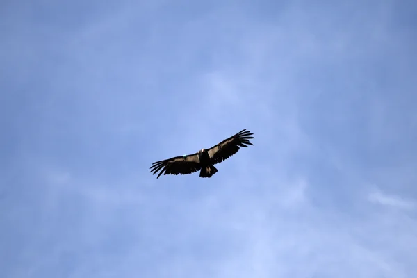 Condor em voo sobre Grand Canyon — Fotografia de Stock