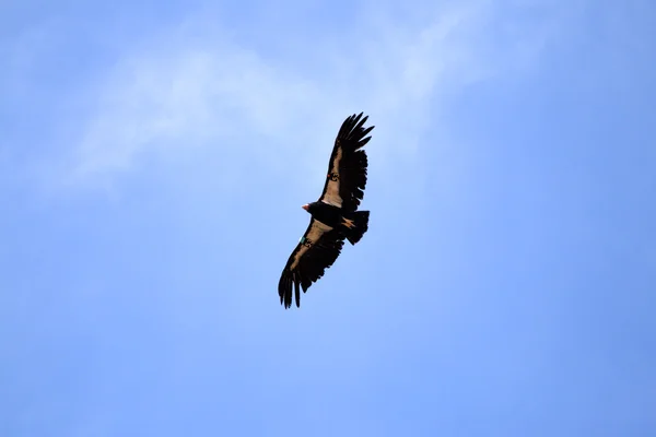 Condor in flight over Grand Canyon — Stock Photo, Image