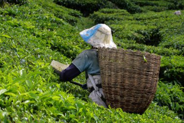 Cameron Highland, Malezya