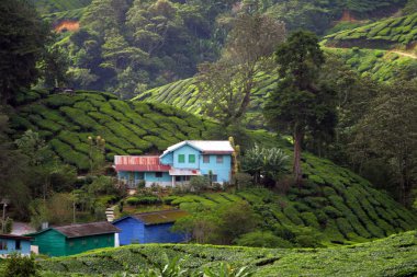 Cameron Highland, Malezya