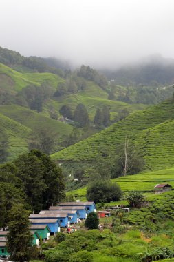 Cameron Highland, Malezya