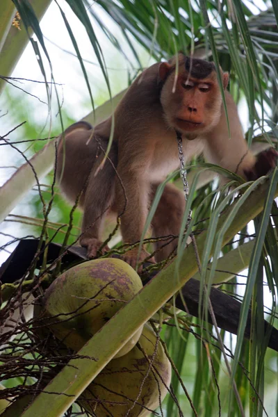 Apen opgeleid om te plukken van kokosnoten (Kelantan, Malaysia — Stockfoto