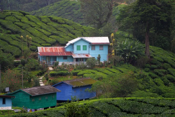 Cameron Highland, Μαλαισία — Φωτογραφία Αρχείου