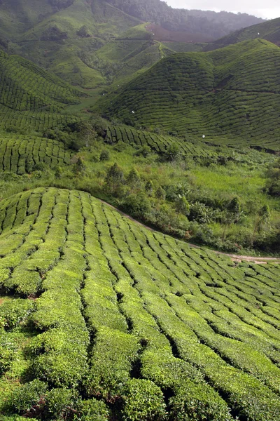 Cameron Highland, Malajsie — Stock fotografie