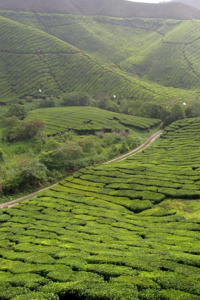 Cameron Highland, Malasia — Foto de Stock