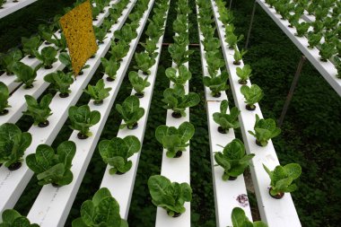 Hidrofonik plantasyonunda: Cameron Highlands, Malezya