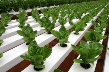 Hidrofonik plantasyonunda: Cameron Highlands, Malezya