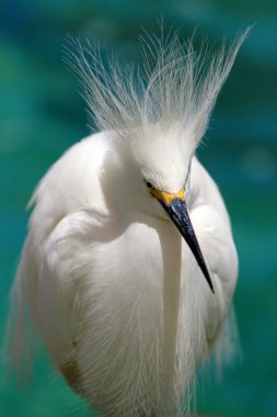 Eroin olacak stok görüntü