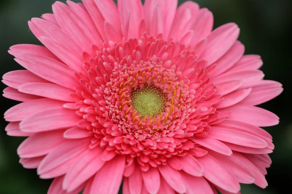 Stock image of flower fields at Camron Highland, Malaysia — Stock Photo, Image