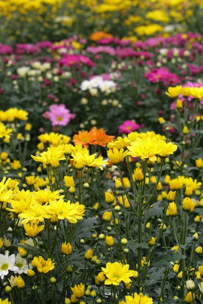 Obraz pola kwiatów w Camron Highland, Malezja — Zdjęcie stockowe