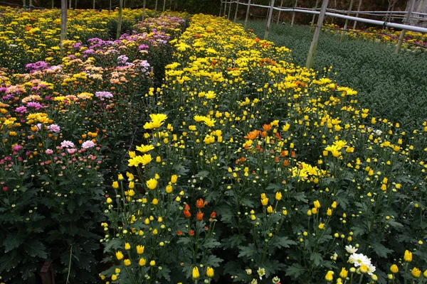 Imagem stock dos campos de flores em Camron Highland, Malásia — Fotografia de Stock