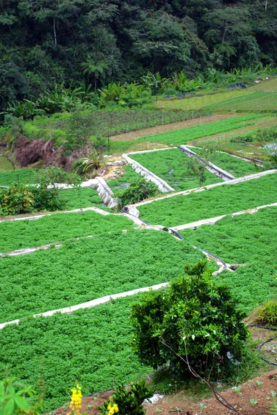 Granja de verduras en Cameron Highlands, Malasia — Foto de Stock