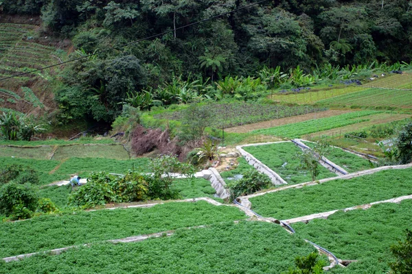 Granja de verduras en Cameron Highlands, Malasia — Foto de Stock