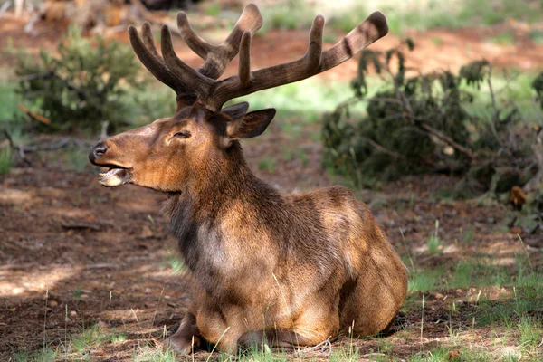 Ciervos de mulas en el Parque Nacional del Gran Cañón, EE.UU. —  Fotos de Stock