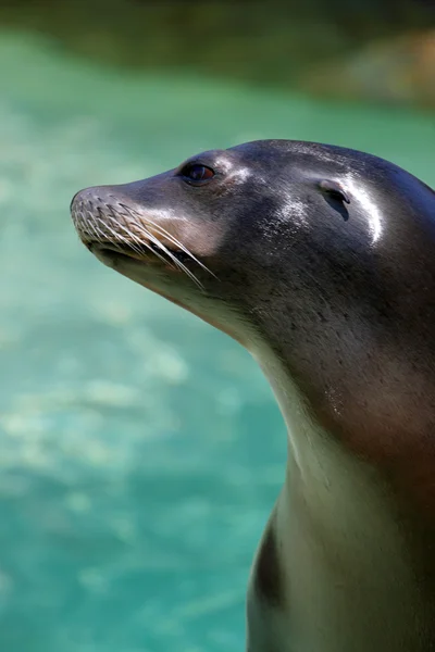 stock image Stock image of seal