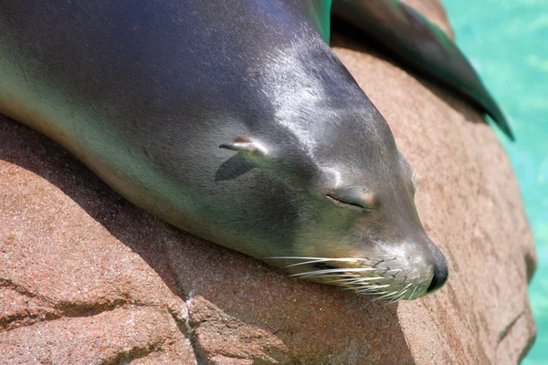 Stock image of seal — Stock Photo, Image
