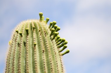 Saguaro Milli Parkı, ABD
