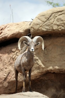 Bir dağ keçisi stok görüntü