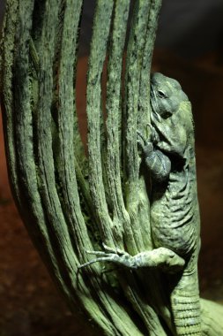 İguana orta ve Güney Amerika nın tropik bölgelerine yerli kertenkele cinsidir