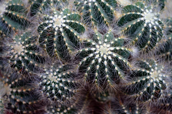 Крупним планом Зображення кактуса — стокове фото