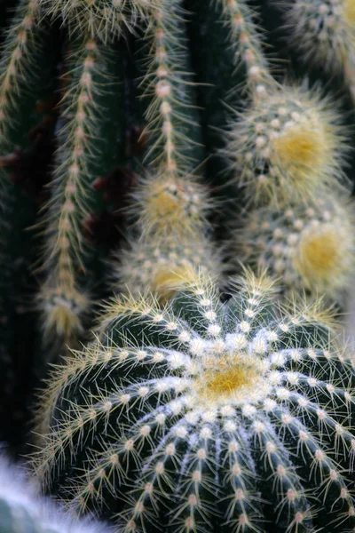 Közelkép arculatának kaktusz — Stock Fotó