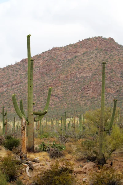 Saguaro National Park, USA — Stock Photo, Image