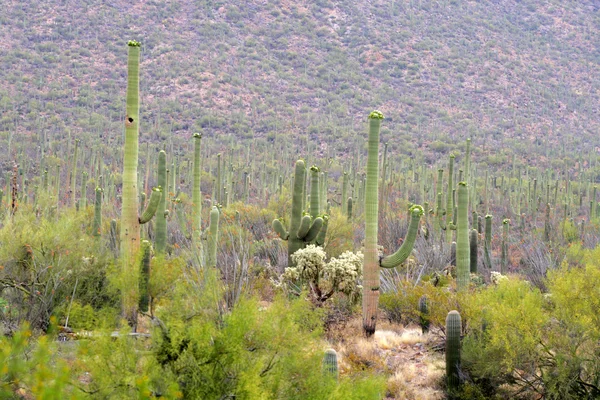 Parco Nazionale del Saguaro, Stati Uniti — Foto Stock