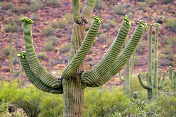 Saguaro National Park, Usa — Stock fotografie