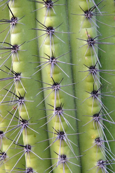 Parque Nacional de Saguaro, EUA — Fotografia de Stock