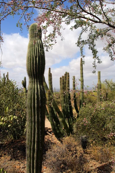 Parque Nacional Saguaro, Estados Unidos —  Fotos de Stock