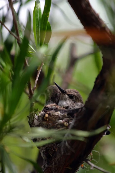 Stock image of a humming bird — Stock Photo, Image