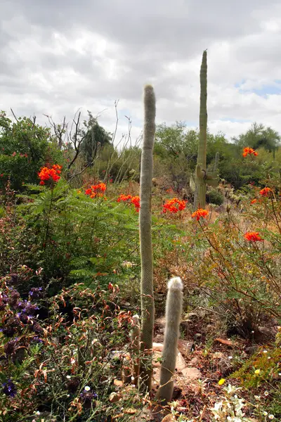 Saguaro National Park, USA — Stock Photo, Image