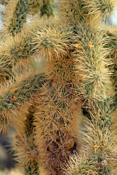 Saguaro National Park, Usa — Stockfoto