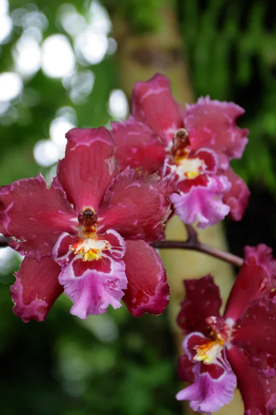 Крупный план орхидей — стоковое фото