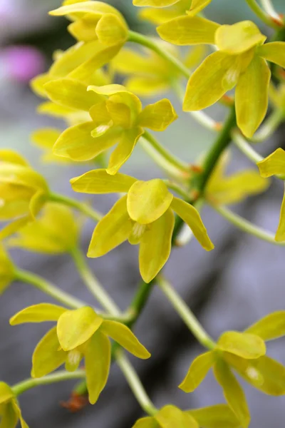 Image rapprochée des orchidées — Photo