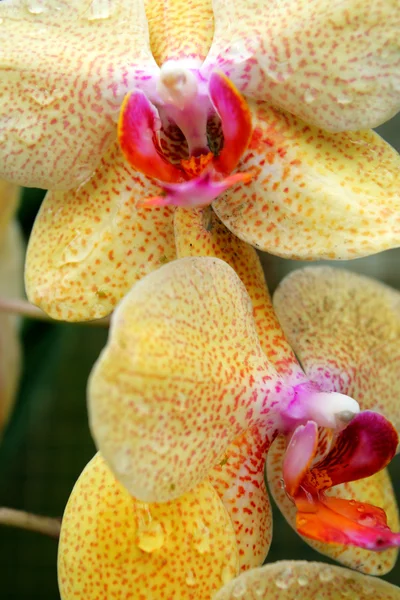 Крупный план орхидей — стоковое фото