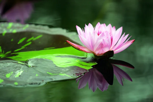 Pień obrazu lotosu — Zdjęcie stockowe